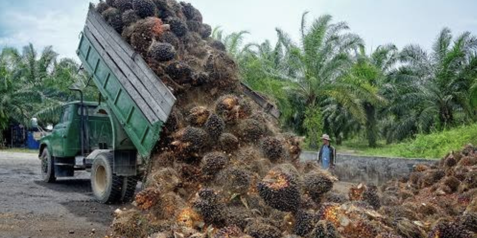 Revolusi Pengolahan Sawit demi Pasar Uni Eropa