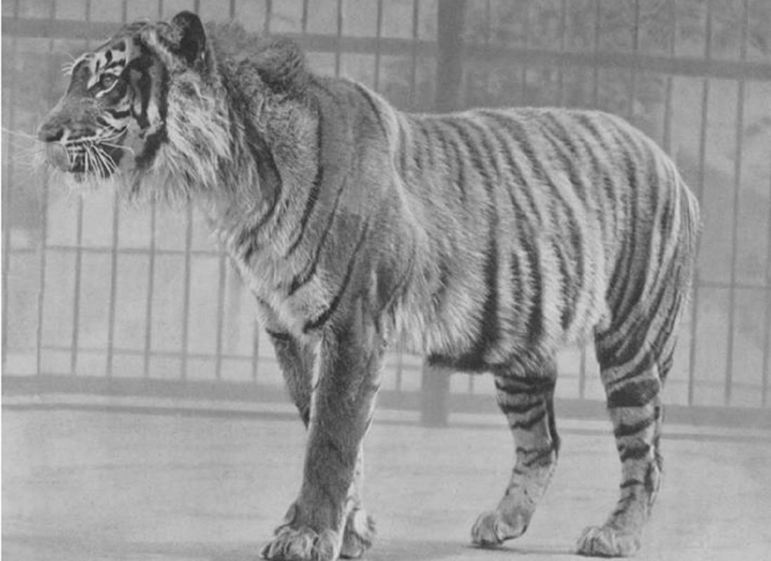 Harimau Jawa