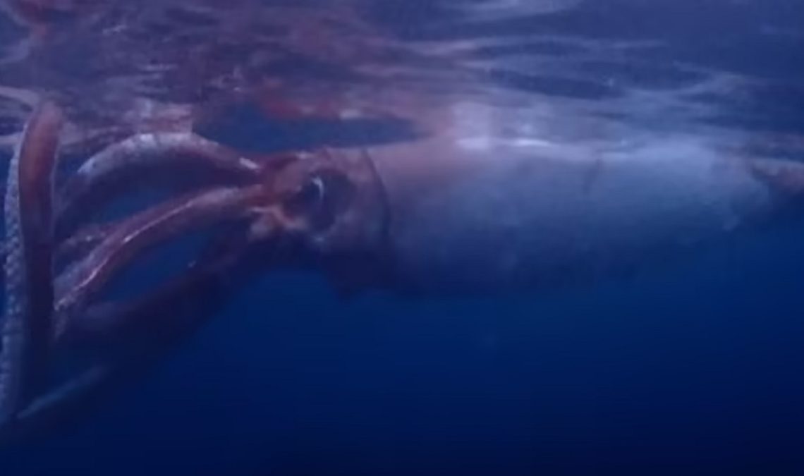 Cumi Cumi Raksasa Pemakan Ikan Paus Ditemukan Di Jepang