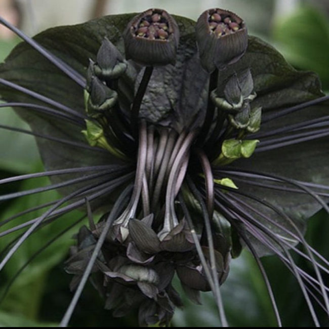 Chinese Black Bat Flower