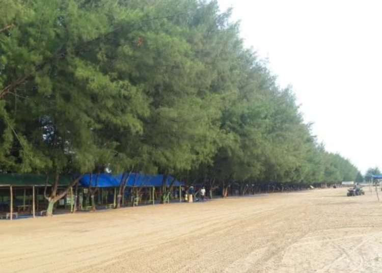 Topik Seputar Keindahan Pantai Cemara Tuban Konteks