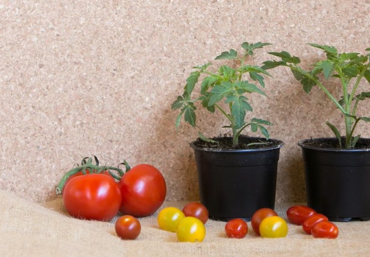 Cara Menanam Tomat di Pot atau Polybag dengan Mudah