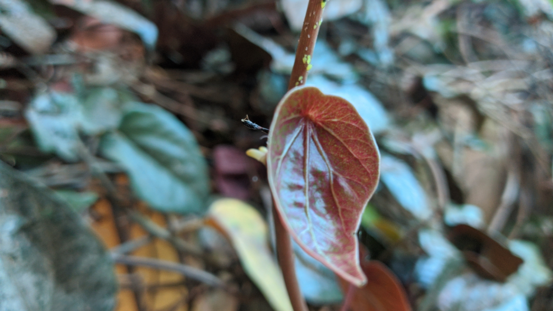 Manfaat Daun Sirih Merah Sebagai Tanaman Herbal