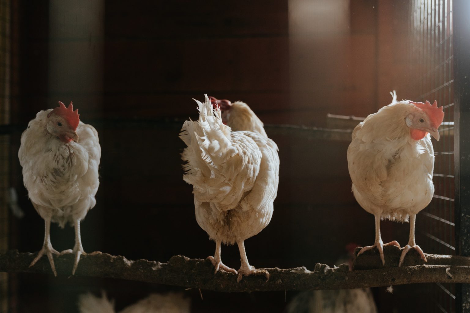 Ketahui Dampak Konsumsi Ayam Broiler untuk Kesehatan