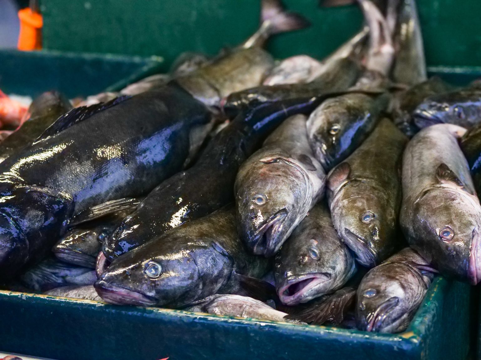 5 Manfaat Minyak Hati Ikan Kod untuk Anak