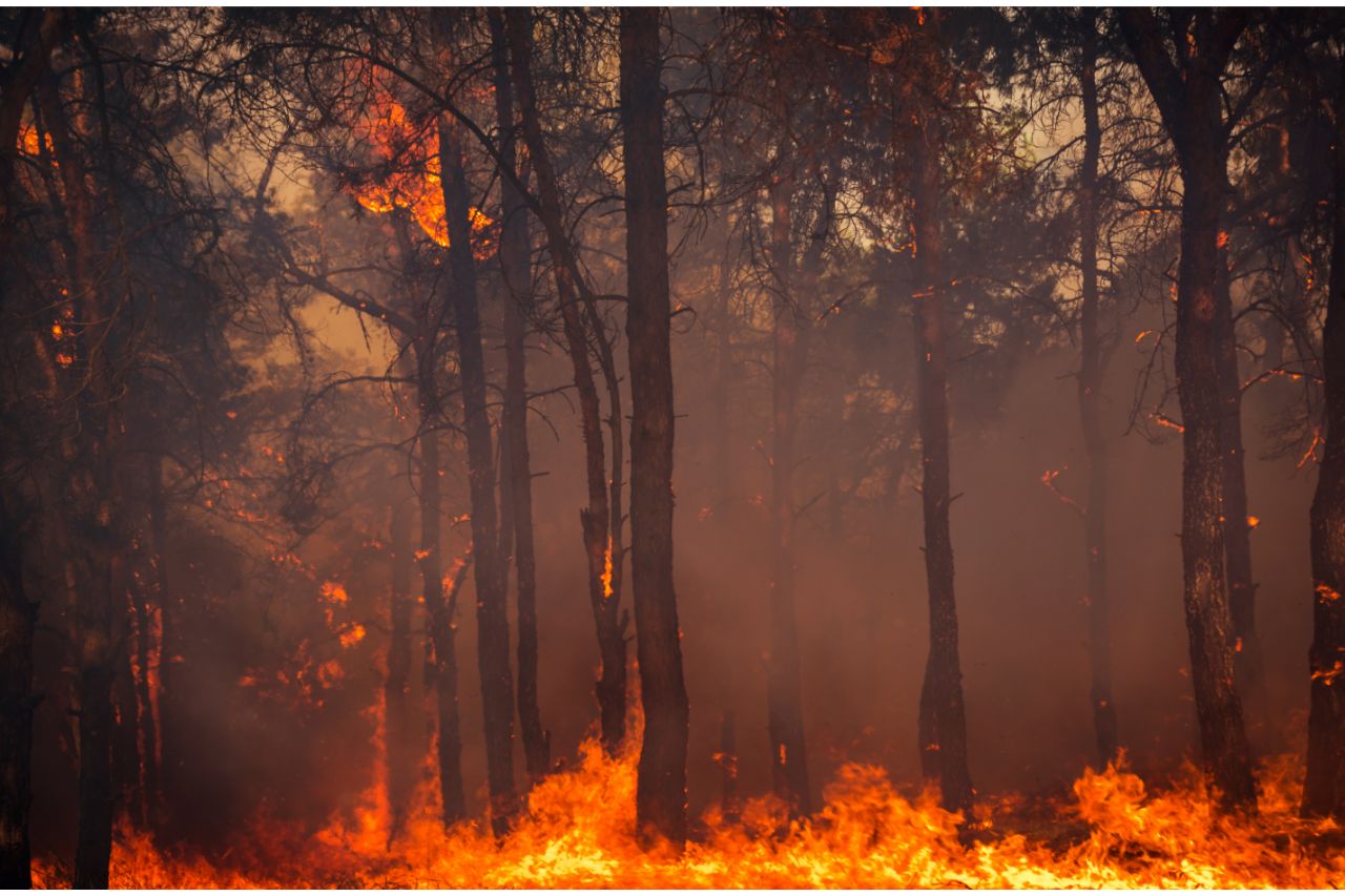 Ini Penyebab Kebakaran Hutan Yuk Jaga Jantung Kehidupan Konteks