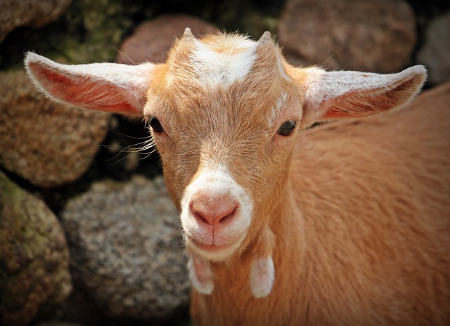 Empedu Kambing