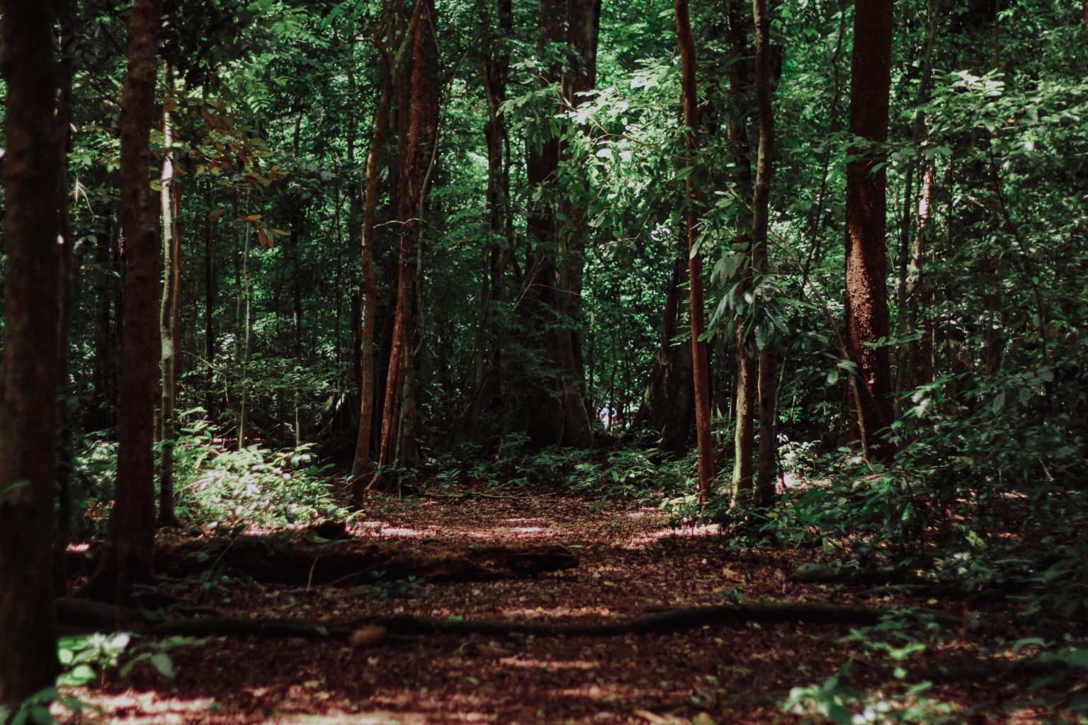 Mengenal jenis-jenis hutan di Indonesia