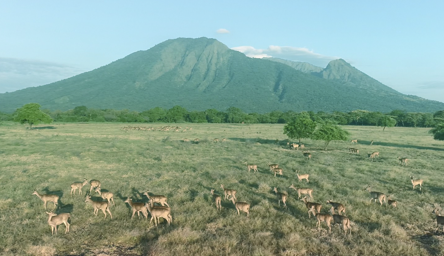 Taman Nasional Baluran. (Dok: Situbondo.go.id)