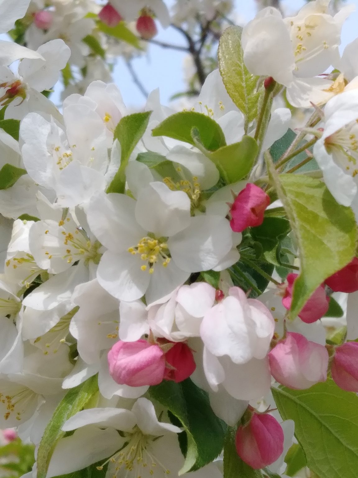 Ragam Jenis Bunga Sakura yang Populer di Jepang