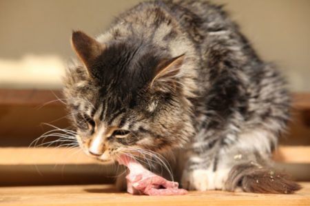 Makanan yang beracun untuk kucing kerap kali menjadi perhatian para cat pawrents. Lantas, apa saja daftarnya? Cek penjelasannya berikut ini.