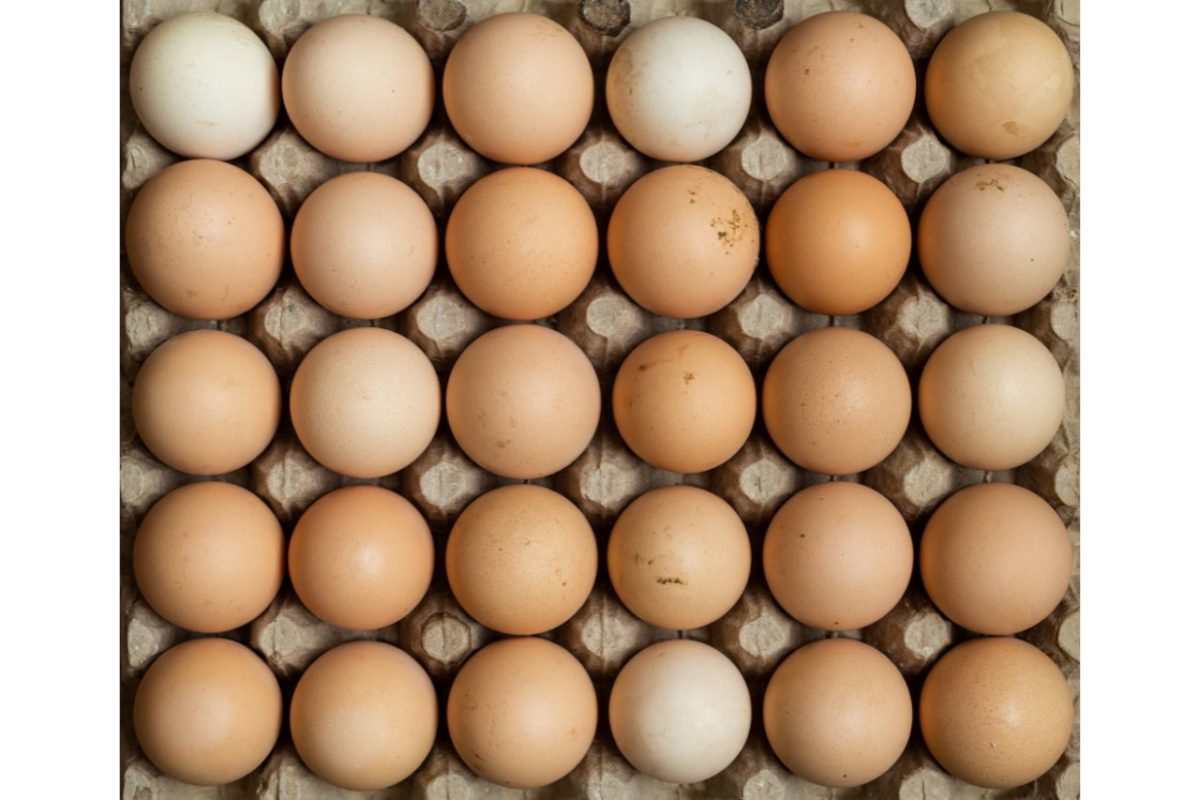 Mengapa Telur Ayam Memiliki Warna Cangkang Pucat dan Tipis