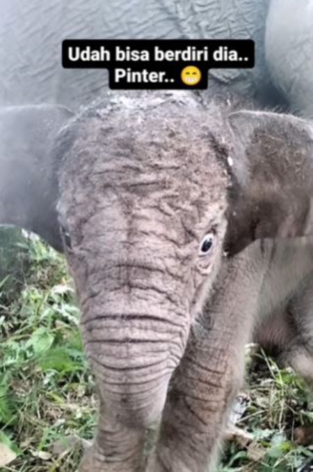 Gajah Lisa Lahirkan Seekor Anak Gajah Sumatra di Taman Nasional Tesso Nilo