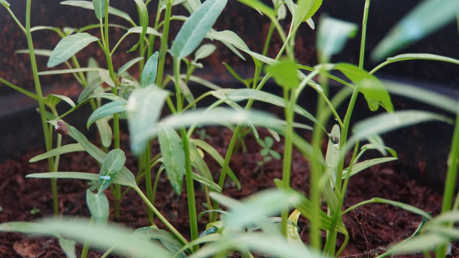 Menanam Kangkung dari Rumah