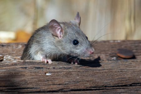 Penyakit yang disebabkan oleh tikus