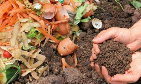 Manfaat Sampah Organik Bagi Kehidupan