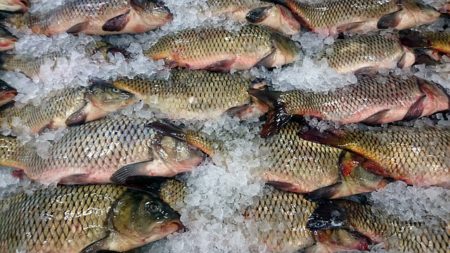 Manfaat Luar Biasa Ikan Mas