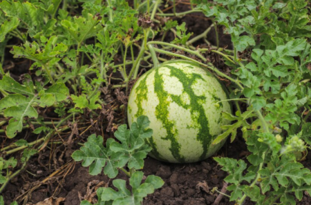 Manfaat Buah dan Cara Merawat Tanaman Semangka