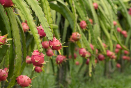 Cara Budidaya Tanaman Buah Naga