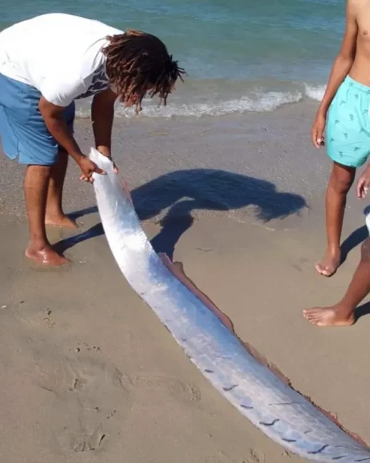 Ikan oarfish penanda gempa