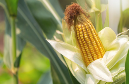 Proses Pembuahan pada Tanaman Jagung