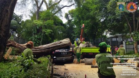 Pohon Beringin Tumbang di Depan Rumah Prabowo Berumur