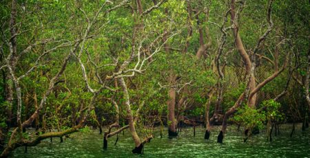 7 Rekomendasi wisata hutan mangrove di Jawa Timur