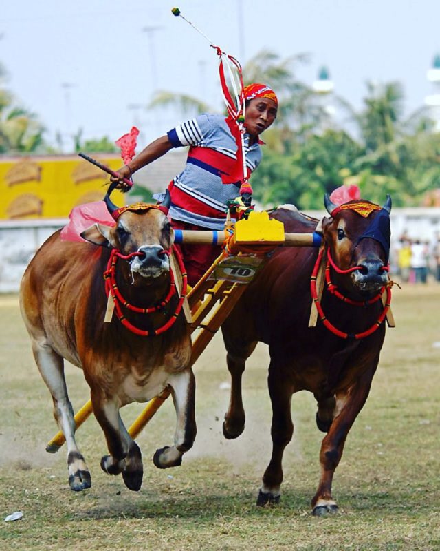 Lomba Karapan Sapi Madura