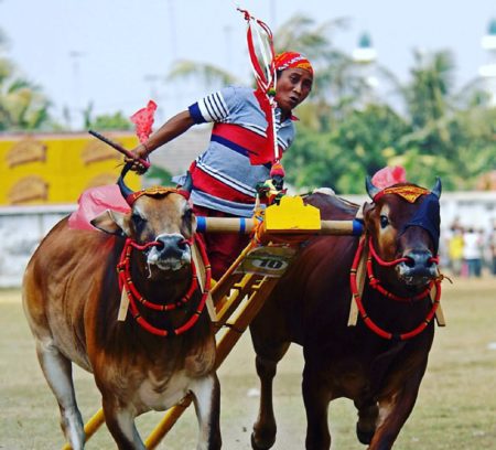 Lomba Karapan Sapi Madura