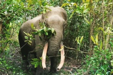 Dunia Konservasi Berduka, Rahman Gajah Sumatera di Taman Nasional Tesso Nilo Mati Lemas dan Gading Hilang