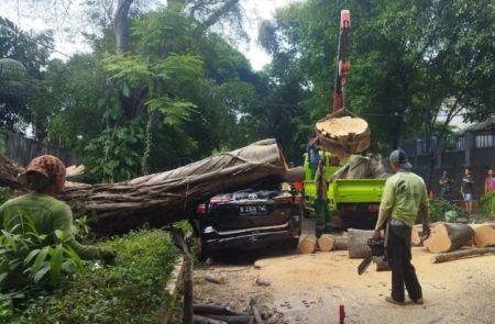 Pohon tumbang timpa Toyota Fortuner