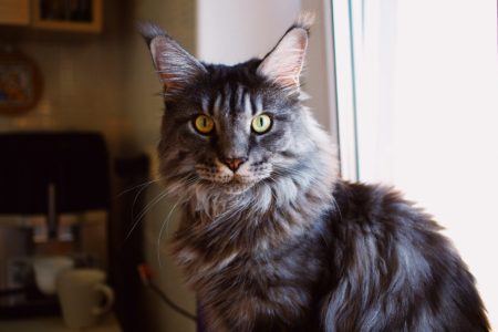 Fakta Kucing Maine Coon