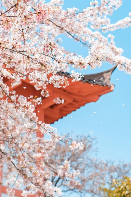 Jadwal sakura mekar di Jepang