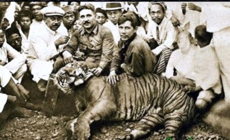 harimau jawa