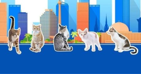 6 Tips Jitu Mengatasi Kucing Liar yang Suka Pipis Sembarangan