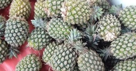 Tips Menyantap Nanas Agar Lidah Tidak Terasa Gatal dan Kebas