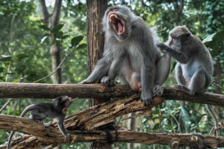 Viral! bule australia digigit monyet di monkey forest bali, harus bayar Rp 97 juta untuk vaksin rabies