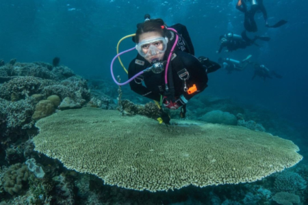 5 spot diving yang spektakuler di pulau wangiwangi, wakatobi