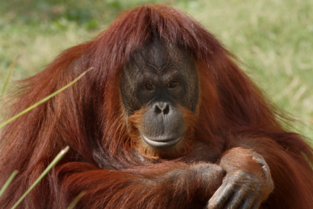 3 alasan utama orangutan menjadi langka: perdagangan Ilegal, perburuan, dan deforestasi